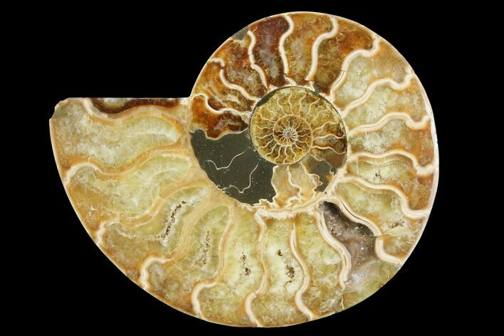Cut & Polished Ammonite Fossil (Half) - Madagascar #157952